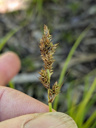 Carex arcta observed 2026-09-06