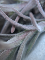 Castilleja cinerea