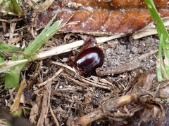 Temnorhynchus retusus