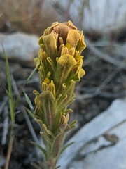 Castilleja cinerea