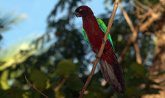 Prosopeia tabuensis