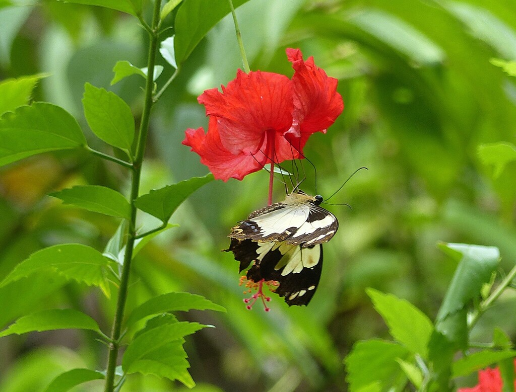 Papilio euchenor (Papilio euchenor)