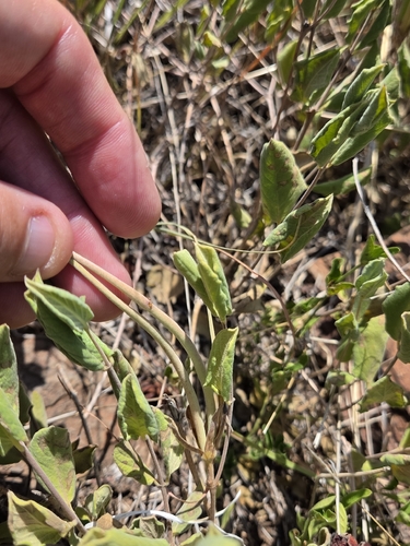 plateau rocktrumpet