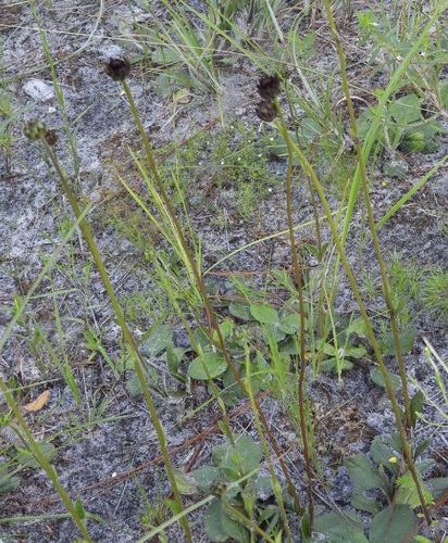 Helianthus radula, photograph 1