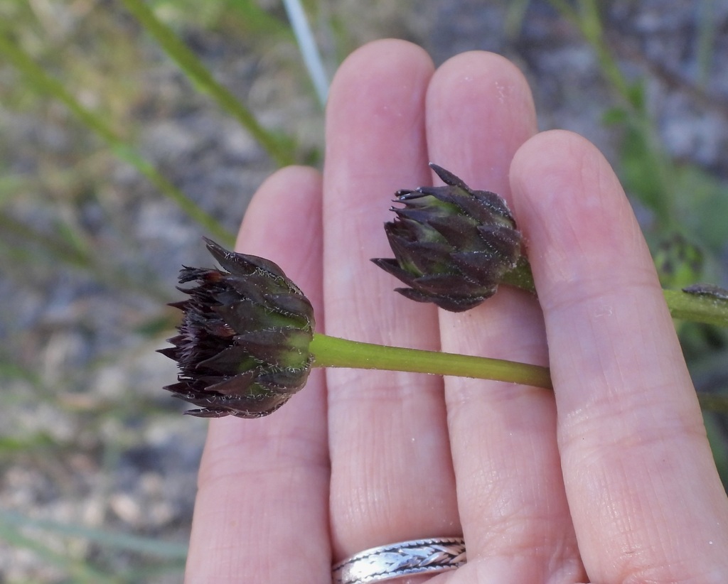 Helianthus radula; photograph (c) Laura Gaudette, some rights reserved (CC BY)