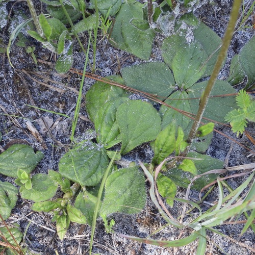 Helianthus radula, photograph 2