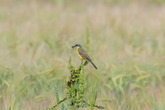 Motacilla flava cinereocapilla