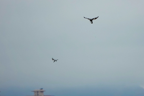 iNaturalist image