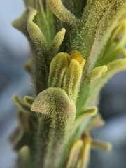 Castilleja cinerea