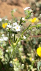 Cryptantha leiocarpa