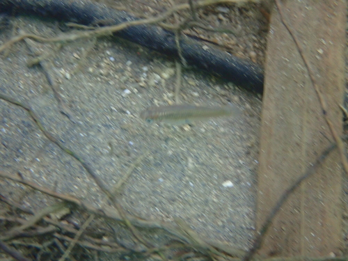 Wray's Gambusia