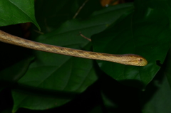 Thamnodynastes pallidus