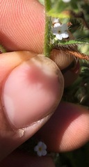 Cryptantha leiocarpa