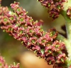 Dracophyllum elegantissimum