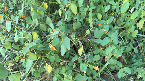 common jewelweed