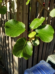 Actinidia