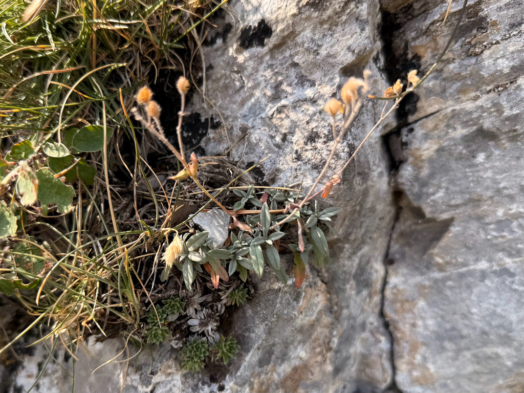 Helianthemum oelandicum; photograph author not stated, no rights reserved
