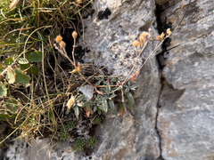 Helianthemum oelandicum