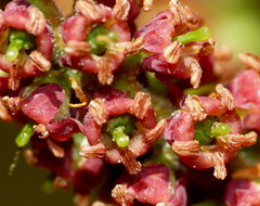 Dracophyllum elegantissimum