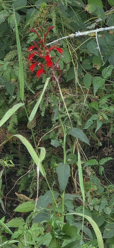 cardinal flower