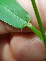 Dichanthelium dichotomum