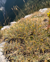 Astragalus angustifolius