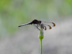 Erythrodiplax atroterminata
