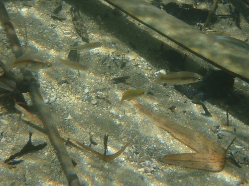 Wray's gambusia (Gambusia wrayi) — Poeciliidae — 2