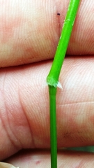 Dichanthelium dichotomum