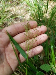 Dichanthelium dichotomum