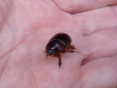 Temnorhynchus retusus