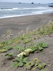 Glehnia littoralis leiocarpa