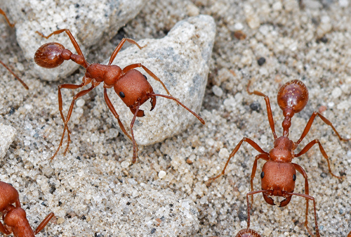 Pogonomyrmex maricopa