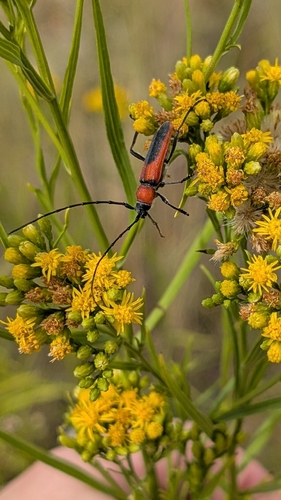 Red and Black Long-horned Beetle