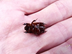 Temnorhynchus retusus