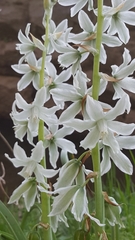Ornithogalum nutans