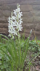 Ornithogalum nutans