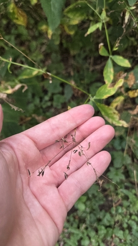 Cryptotaenia canadensis, photograph 5