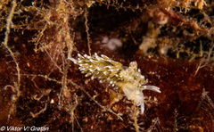 Diaphoreolis viridis