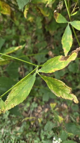 Cryptotaenia canadensis, photograph 6