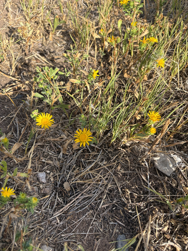 Curlycup Gumweed