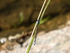 Oxyagrion ablutum