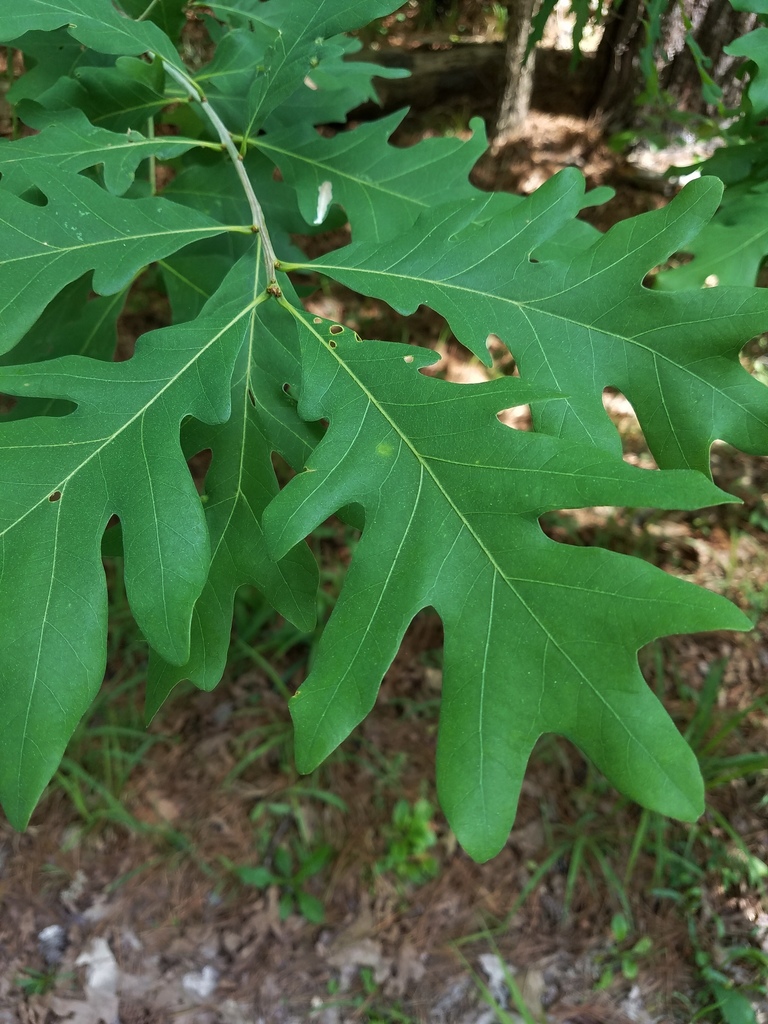 Quercus alba