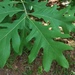 White Oak