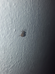 Niptus hololeucus