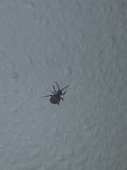 Niptus hololeucus