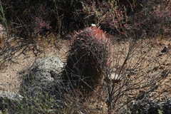Ferocactus gracilis