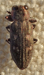 Chrysobothris lateralis