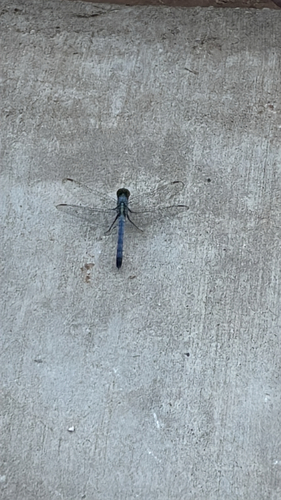 Eastern Pondhawk
