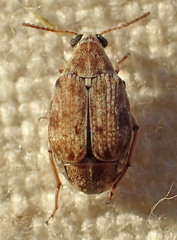 Algarobius